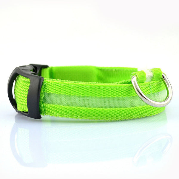 FREE LED Dog Collar (Rechargeable) - Kay&P